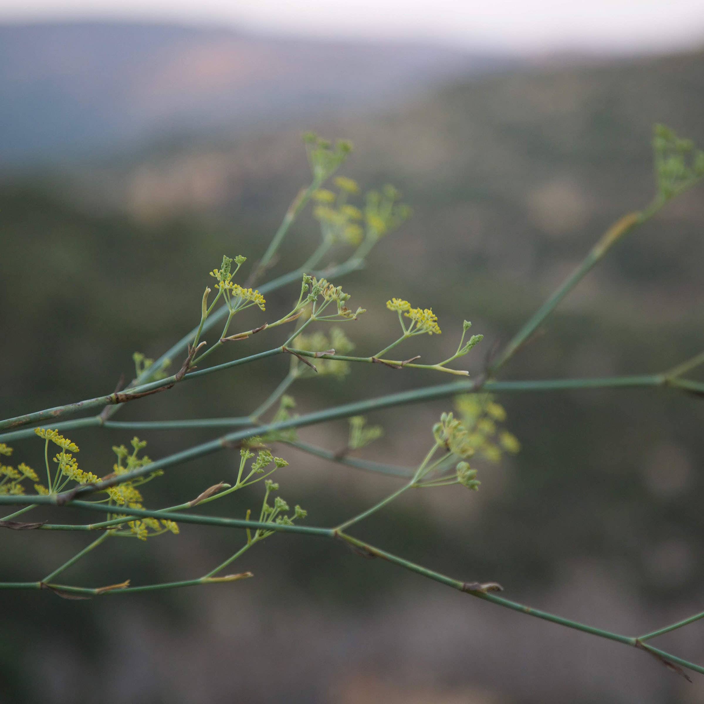 Curio Spice Co - Vente Épices séchées - Mélange d'épices Ferla de Curio Spice Co2