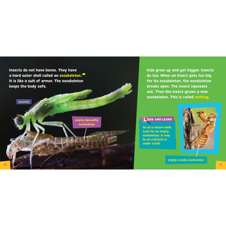 Simon & Schuster - Wholesale Book - Kids - Look and Learn Insects by
