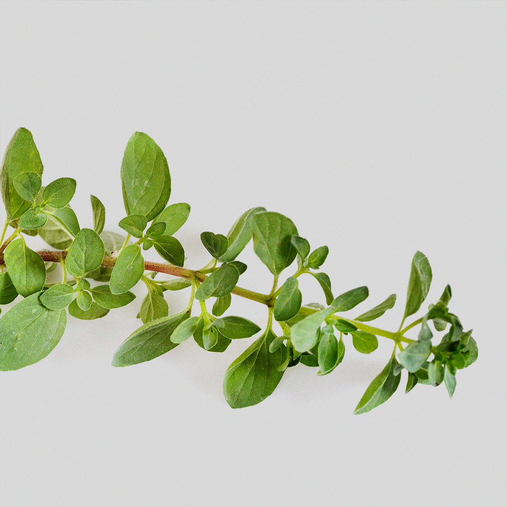 BerlinGreen – Engroshandel Plantefrø – oregano2