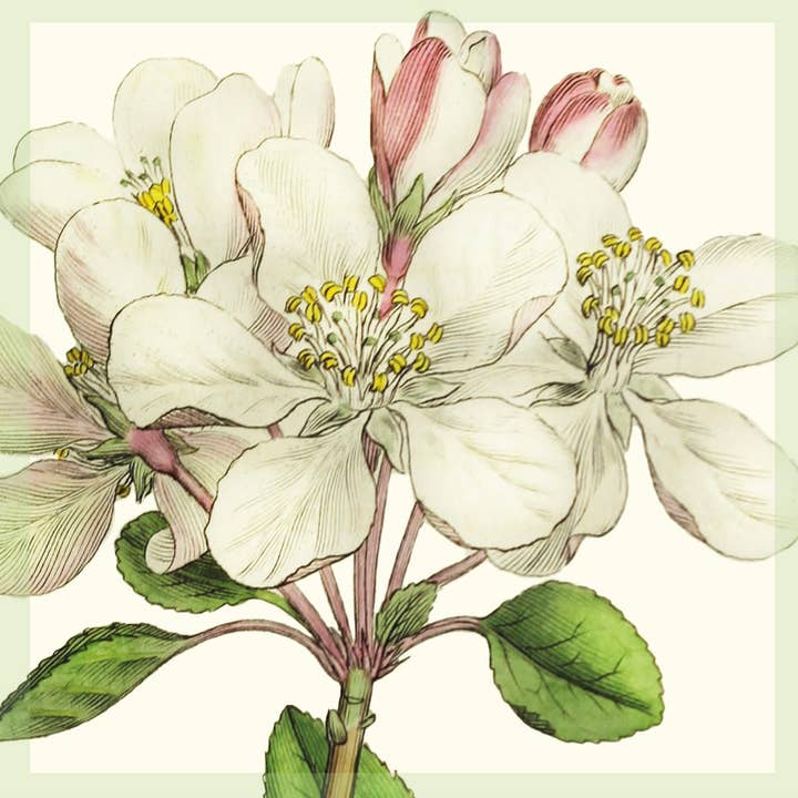 Greeting Card - Apple blossom for wholesale by A Blackbird Sang