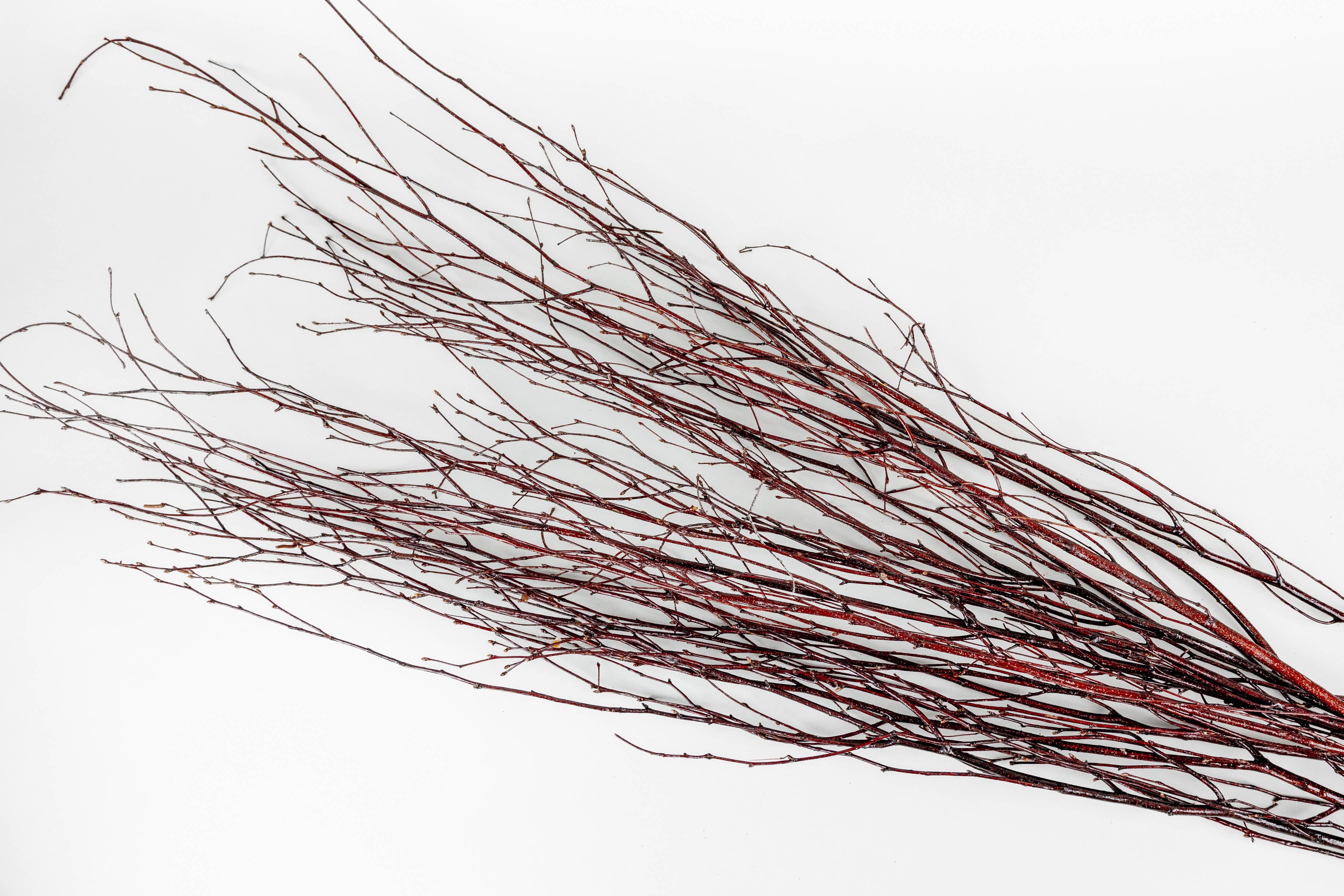 GS Foliage - Wholesale Dried/Pressed Flowers - Varnished 4 Foot Birch Branches - 10pc Bundle1