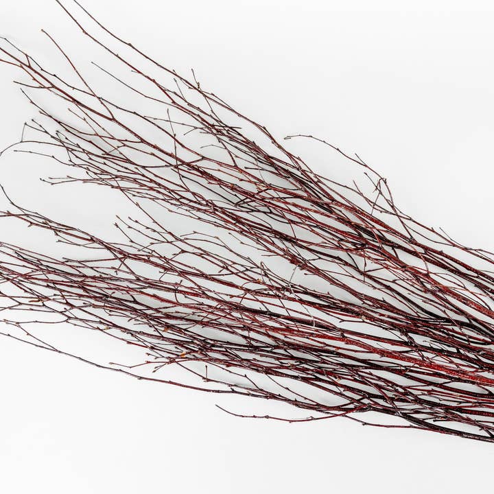 GS Foliage - Wholesale Dried/Pressed Flowers - Varnished 4 Foot Birch Branches - 10pc Bundle1