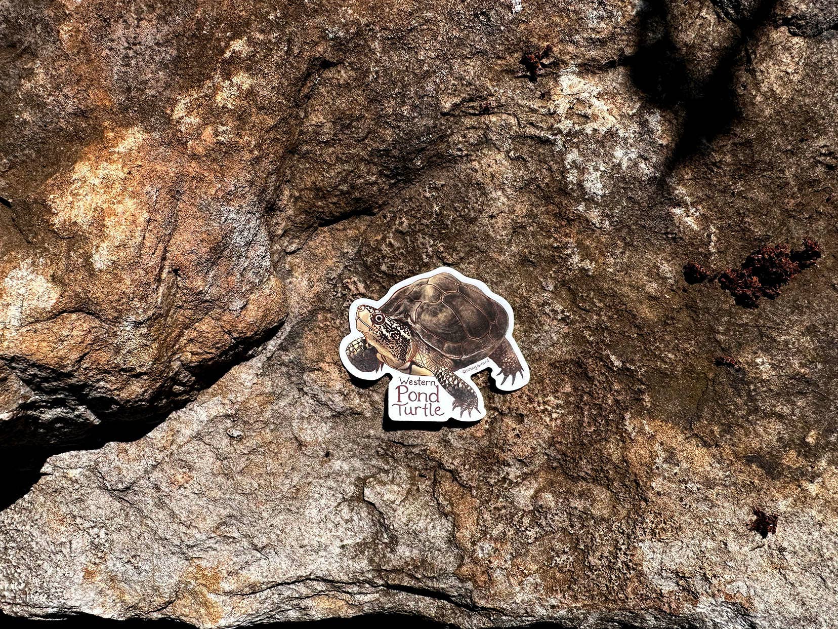 River Thrush Studio - Vente Autocollant - Western Pond Turtle - Autocollant en vinyle1