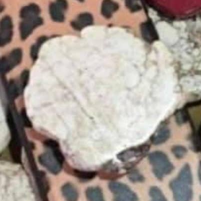 Apoio de telemóvel em forma de placa de creme/ joia de telemóvel - Ocidental/museu/presente por atacado de Savannah Hoffman Designs Artisian Jewelry