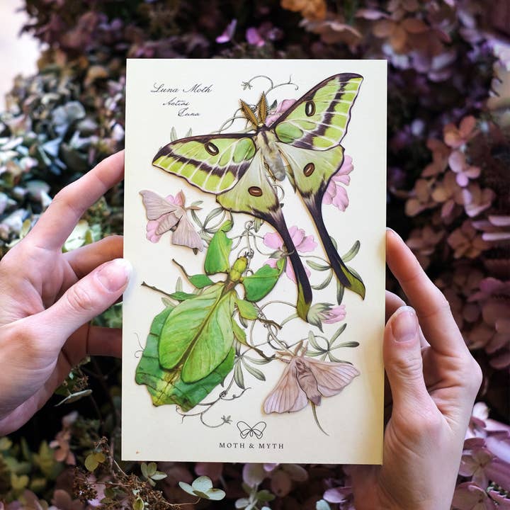 Moth and Myth - Venta al por mayor Recortables - Set de insectos de hojas y polillas Besanti «Leaf»