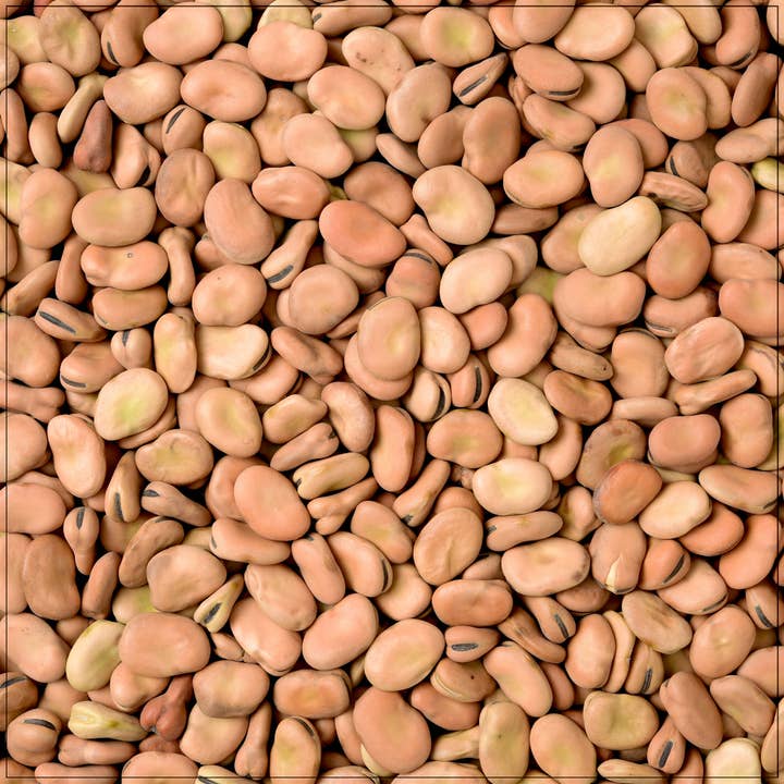 Fava Beans for wholesale by Alive Herbals