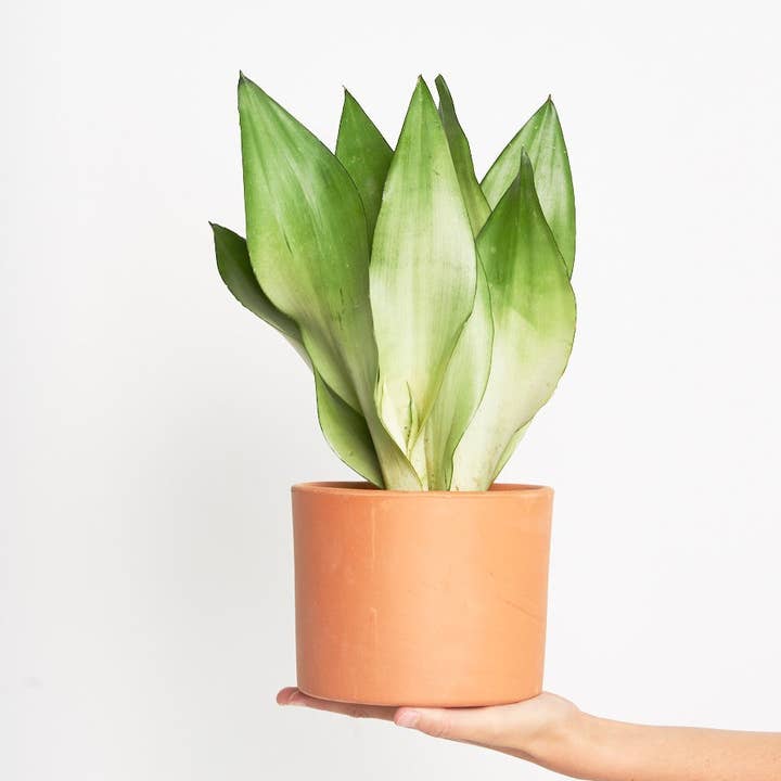 Sansevieria Moonshine per la vendita all'ingrosso da parte di Miniplanta