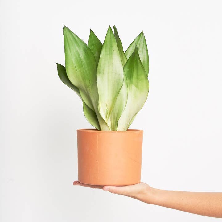 Sansevieria Moonshine for engroshandel hos Miniplanta