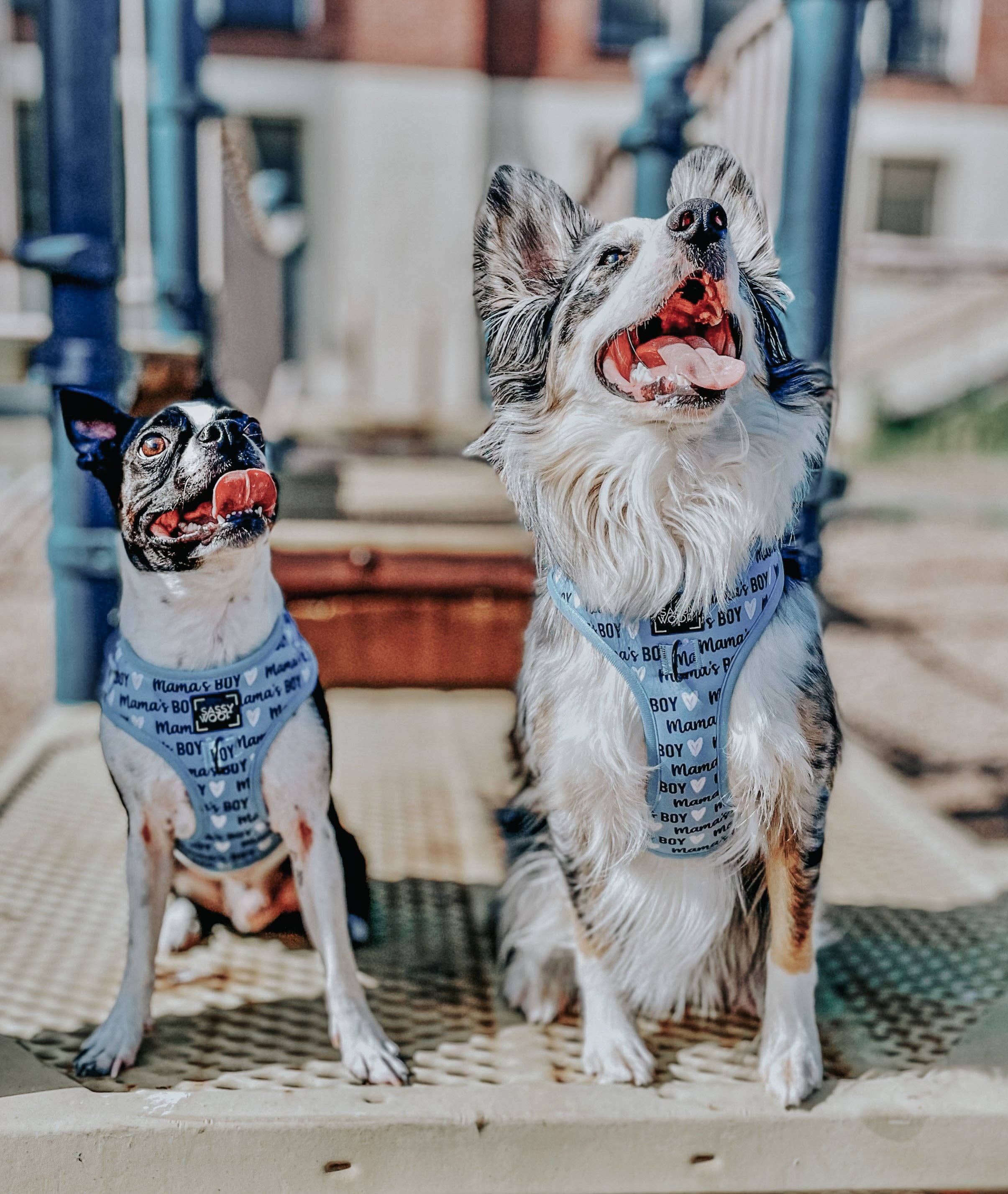 SASSY WOOF - Wholesale Pet Harness - Dog - Dog Adjustable Harness - Mama's Boy7