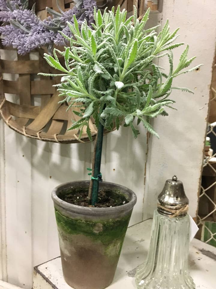 Live Plants- Goodwin Creek Topiary Tiny for wholesale by Bella Vintage Home Inc