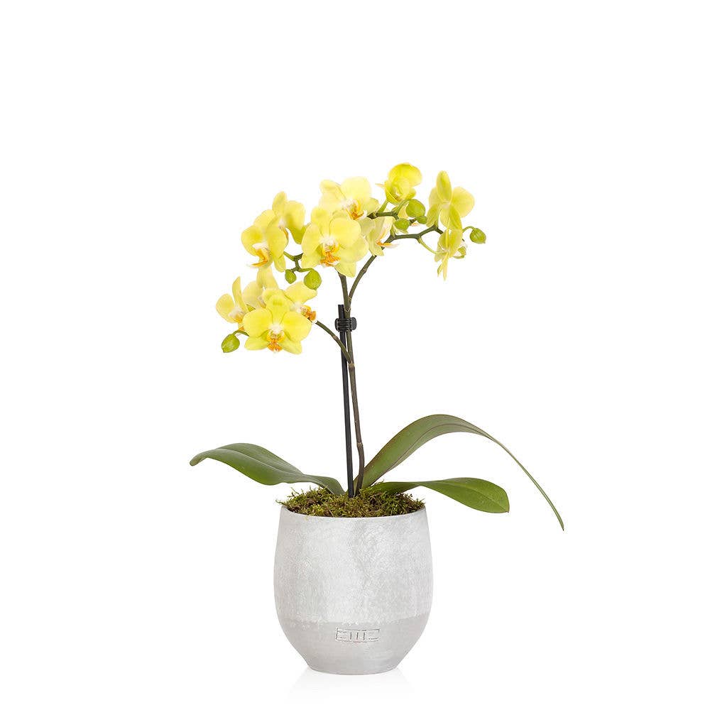 The Little Botanical – wholesale Live plant – Living Orchid moss in a concrete ceramic planter4