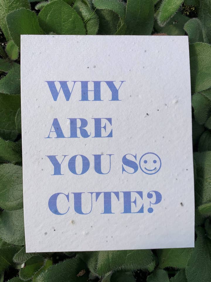 Plantable Card: Why Are You So Cute for wholesale by Seeds of Paper