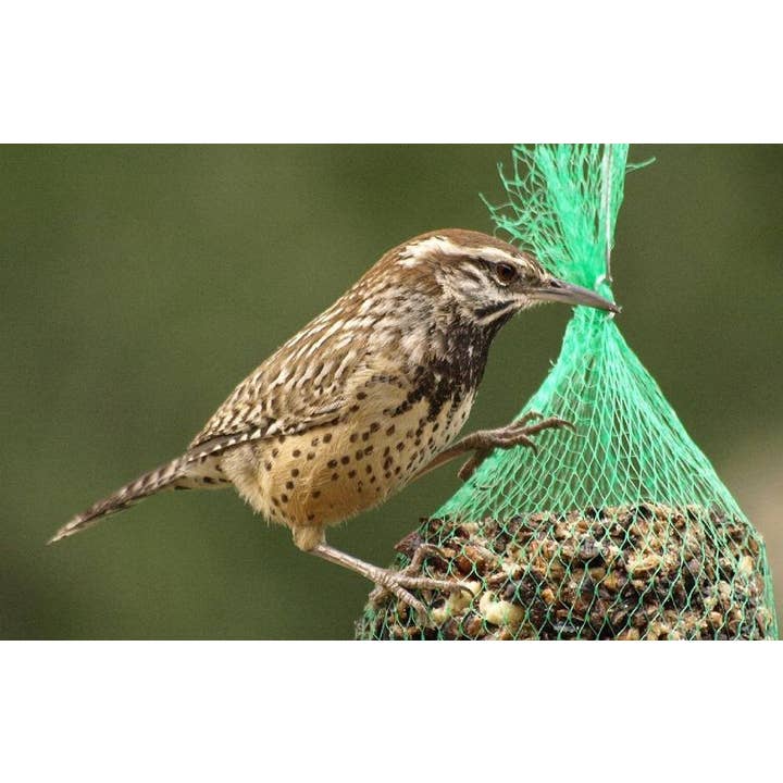 Mr Bird - Wholesale Bird Feeder - WildBird Feast Cylinder - Small