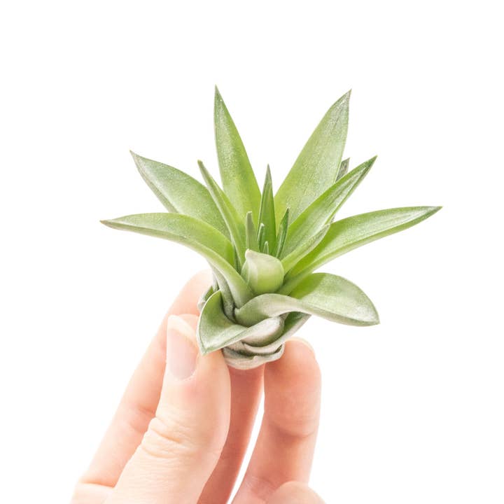 Air Plant Shop - Wholesale Live Plant - Tillandsia Velutina Air Plants1