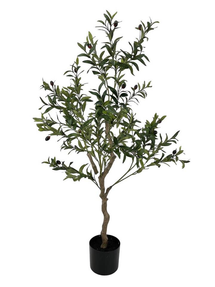 Oliventræ 120 cm for engroshandel hos Aguilar Málaga