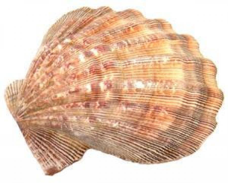 GREENROOTS USA LLC - Wholesale Incense Holder - Lion Paw Shell 5-6"L (Pack Of 1)1