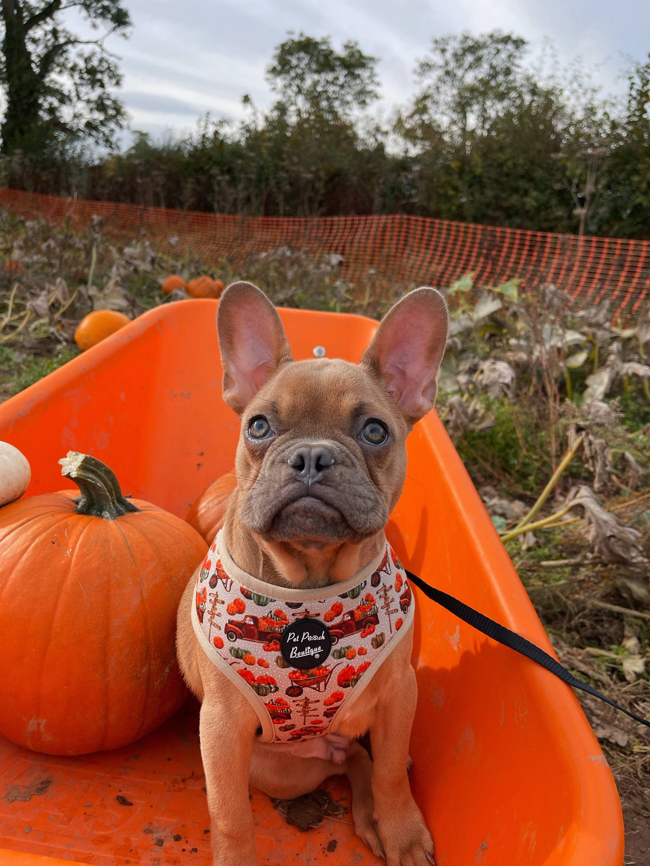 Pet Pooch Boutique - Wholesale Pet Harness - Dog - Pumpkin Patch Cart Puppy Dog Harness - XS - L (autumn/fall)2