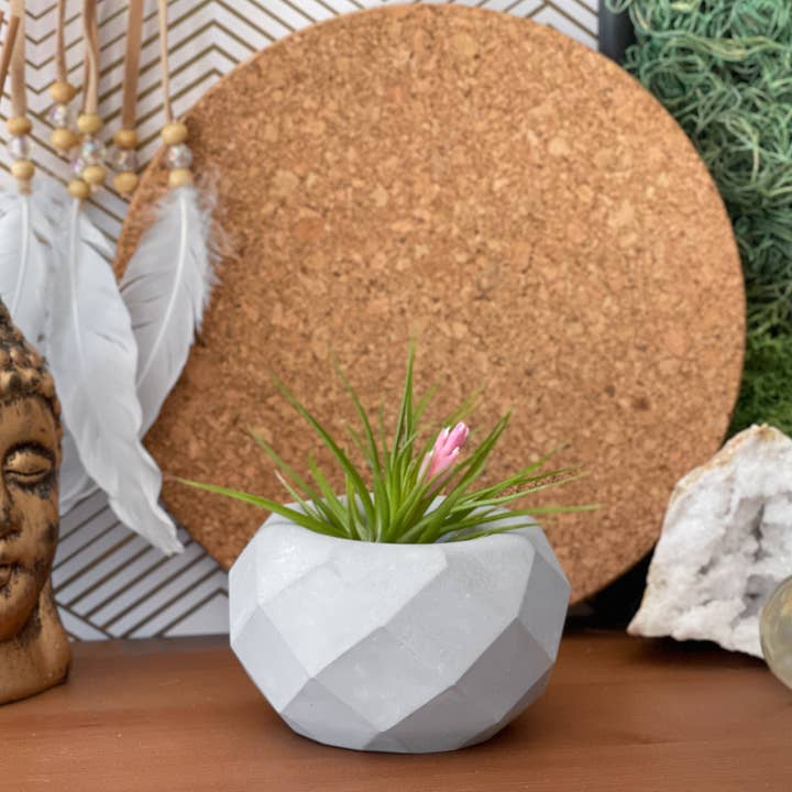 AURA 8 Art Boutique - Wholesale Plant Pot - Geometric Air Plant Holder, Small Plant, Mini Succulent Pot