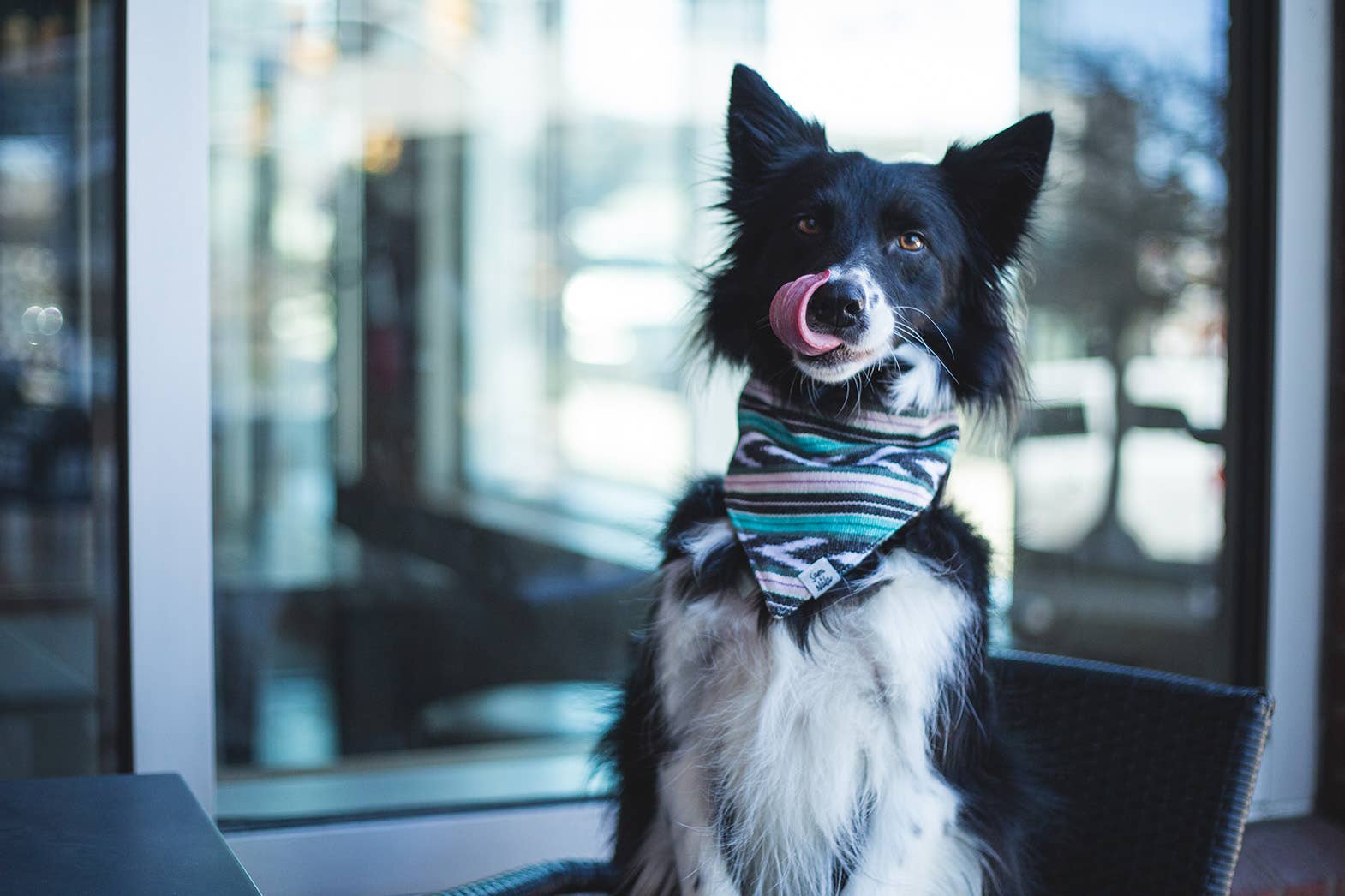 Sam & Nala | intentional style for pets & their people - Venta al por mayor Bandana - Perros - Bandana para Perros Flutter By – Hecho a Mano y de Comercio Justo1