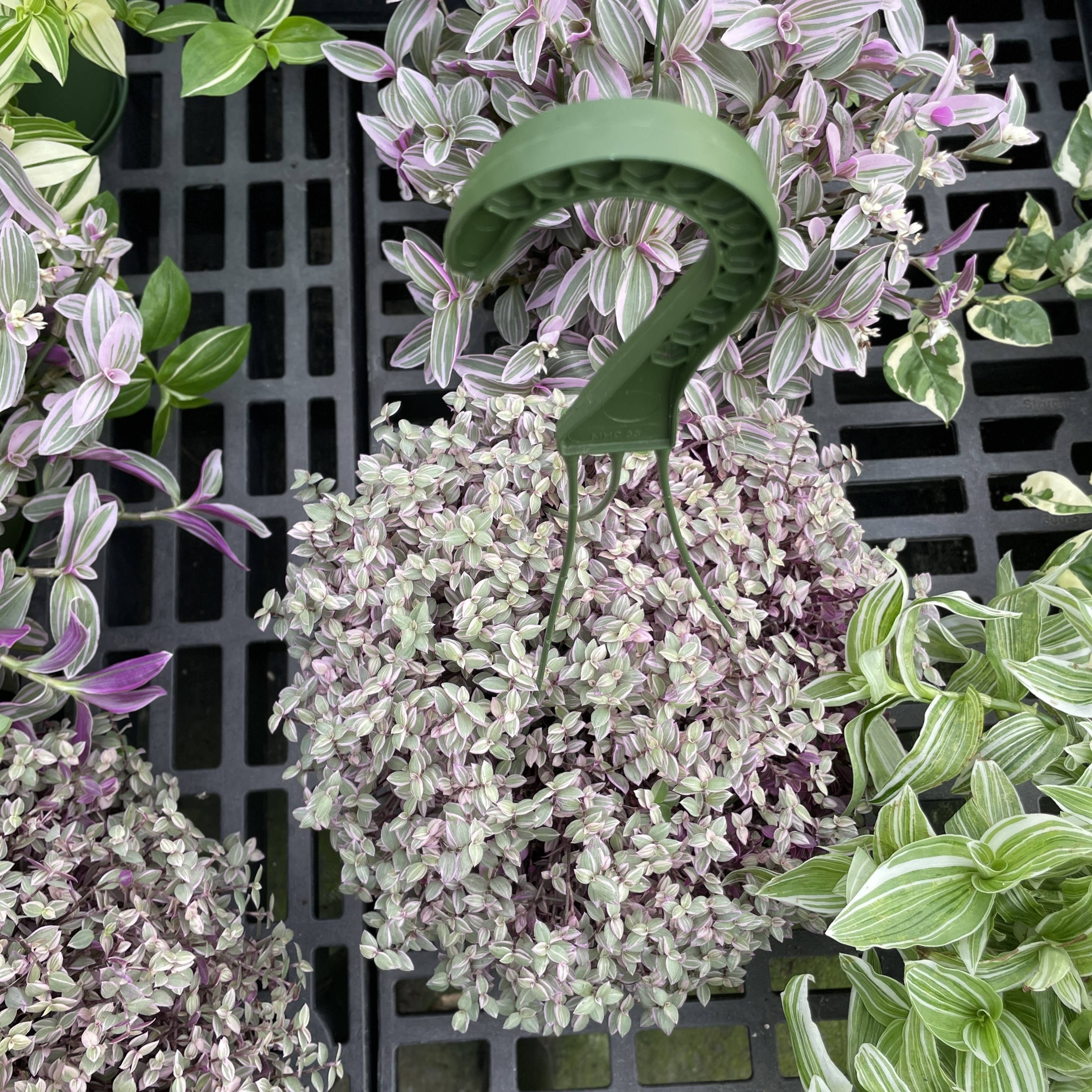 Thorsen's Greenhouse - Wholesale Live Plant - Tradescantia Hanging Basket - 6" Live Plant7