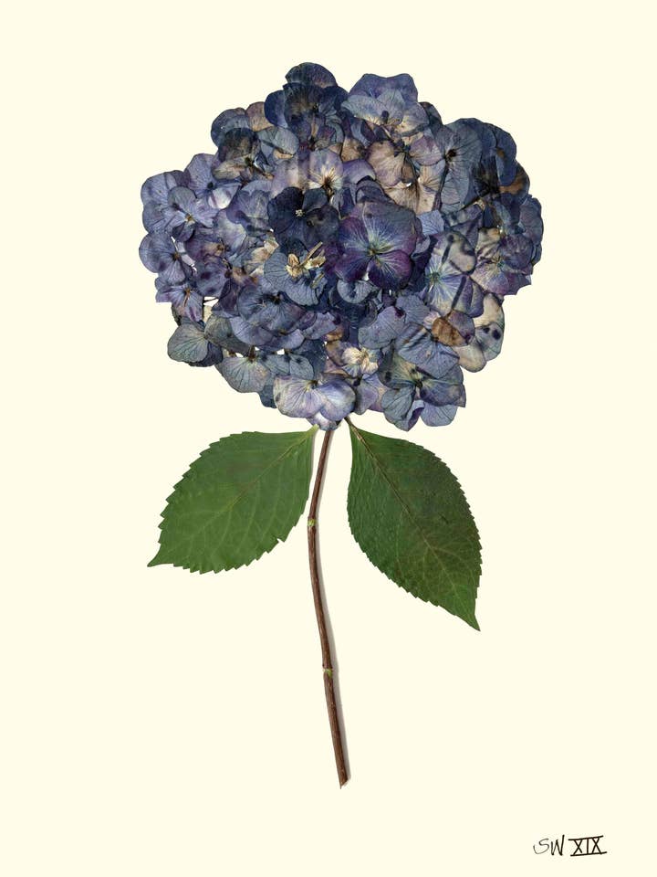 Crépuscule Indigo Hortensia Pressé XIX - Impression d'Art Botanique Encadrée pour la vente par Homegrown Art Co