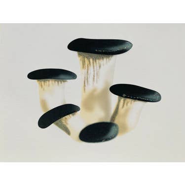 Studio Daedre - Wholesale Stationery/Notecard Set - Cute Mushrooms - Boxed Note Cards