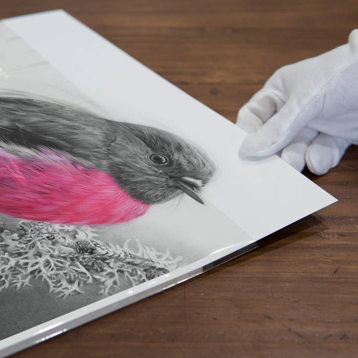 'Pink Robin' art print for wholesale by Fiona Francois Art
