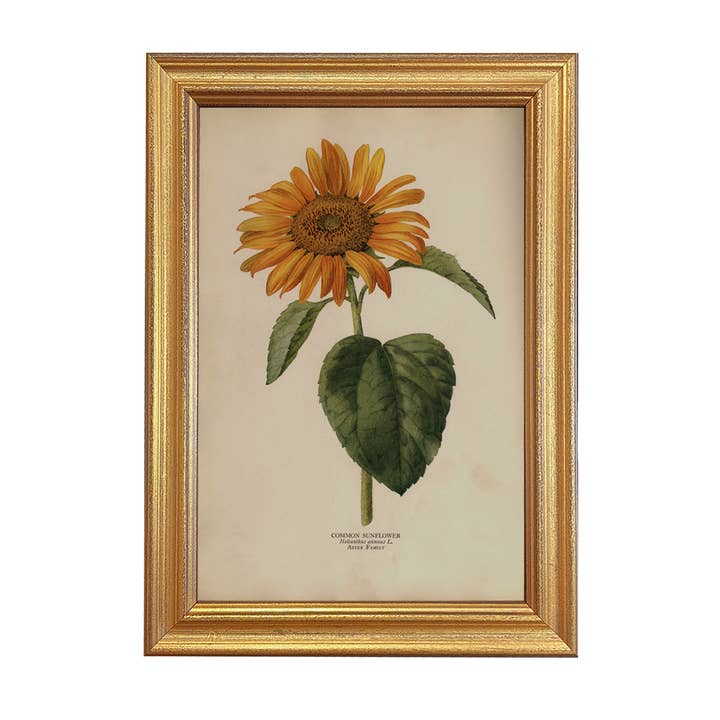 Ilustración Vintage en Color de Girasol Común en Marco para Pared para venta al por mayor de Madison Bay Co. - Historical Home Decor Reproductions
