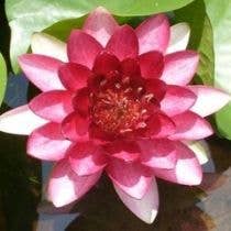 Wetplants - Wholesale Incense - Growers Choice Hardy Water Lily0