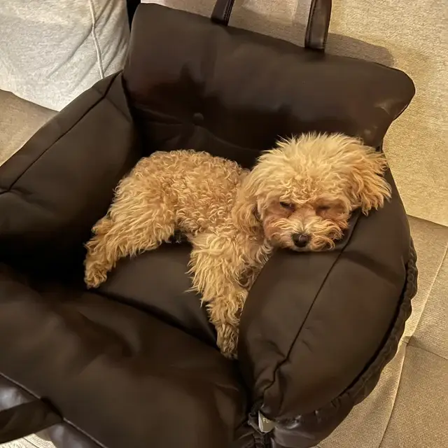 FurRoom - Wholesale Pet Carrier - Cat/Dog - All in One Pet Car Booster Seat, Carrier, Bed for small pets11