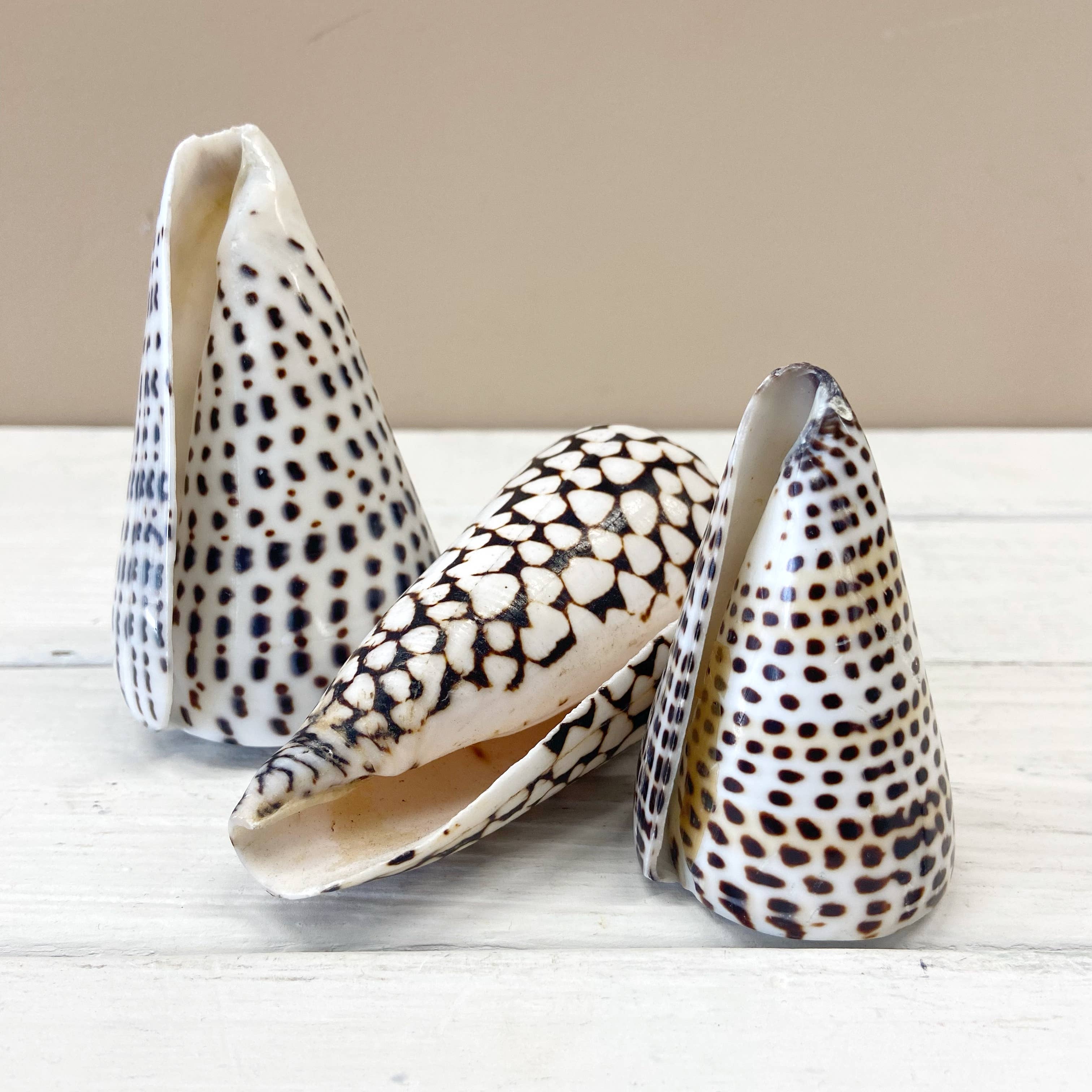 ByBazz – Engroshandel Bordpynt – Schelp Kegle2