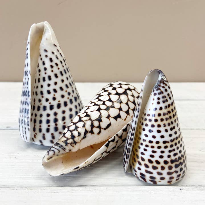 ByBazz - Wholesale Decorative Tabletop Object - Schelp Cone0