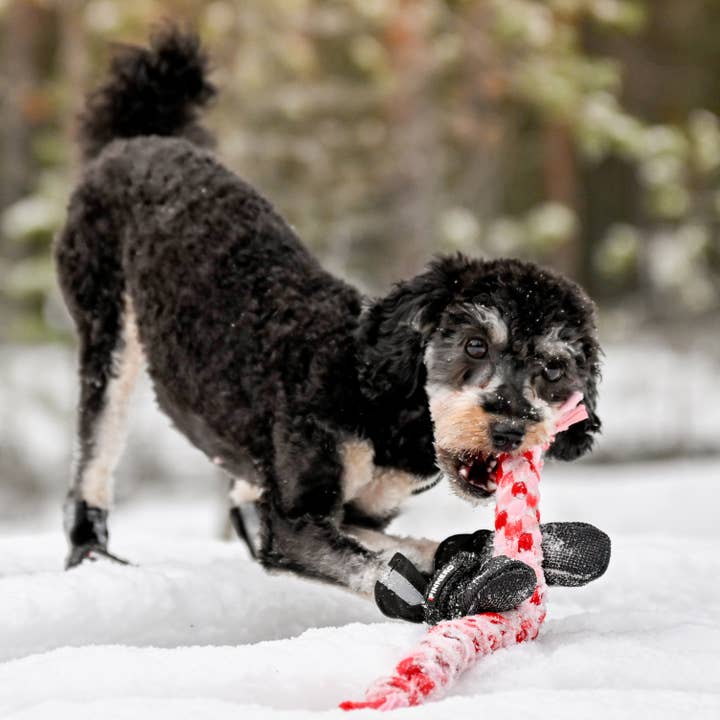 black NEW: FINNERO HALLA Softshell Dog Booties, 4 pcs/pack for wholesale on Faire18