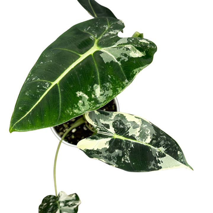 4" Alocasia Frydek Variegated - Wholesale Live Houseplant for wholesale by Flow State