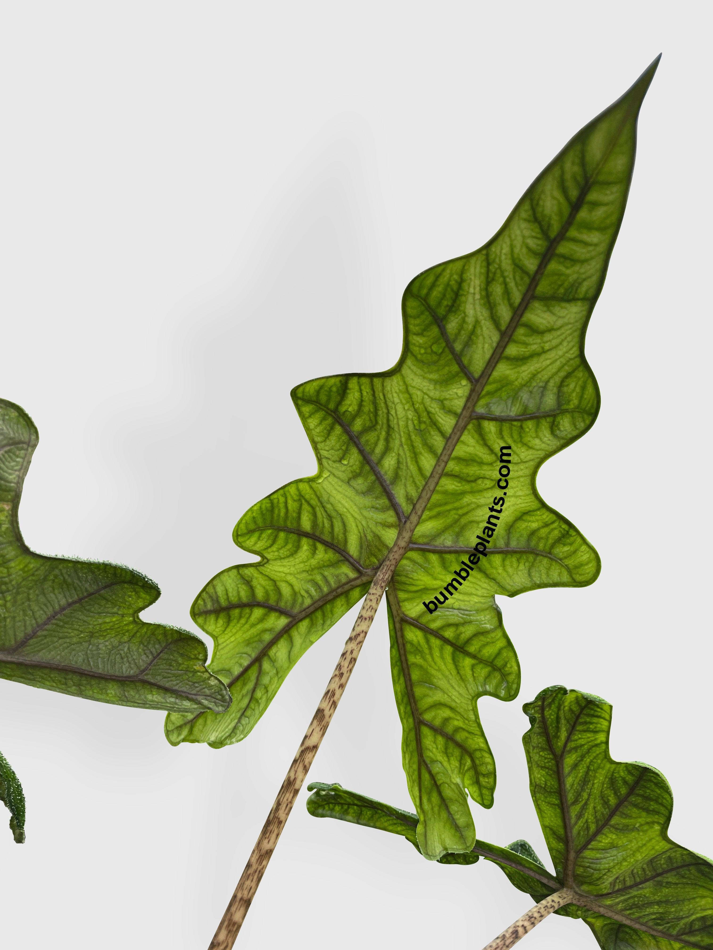 Bumble Plants - Wholesale Live Plant - Alocasia Jacklyn7