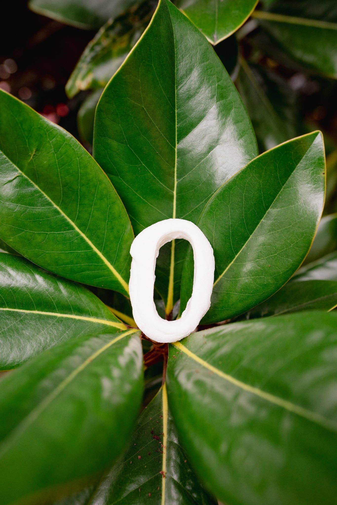 Love Liparu - Wholesale Pet Treats - Dog - MARSHMALLOW NUMBER | Freeze-Dried Dog + Cat Treat1