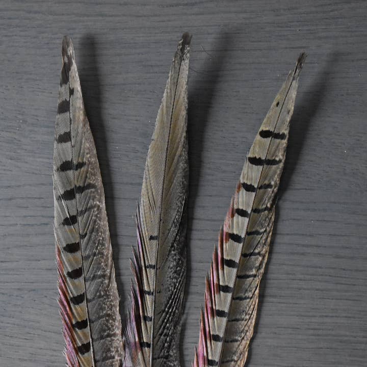 Plumes Naturelles - Vente Fleur séchée/pressée - Plumes de faisan de colchide
