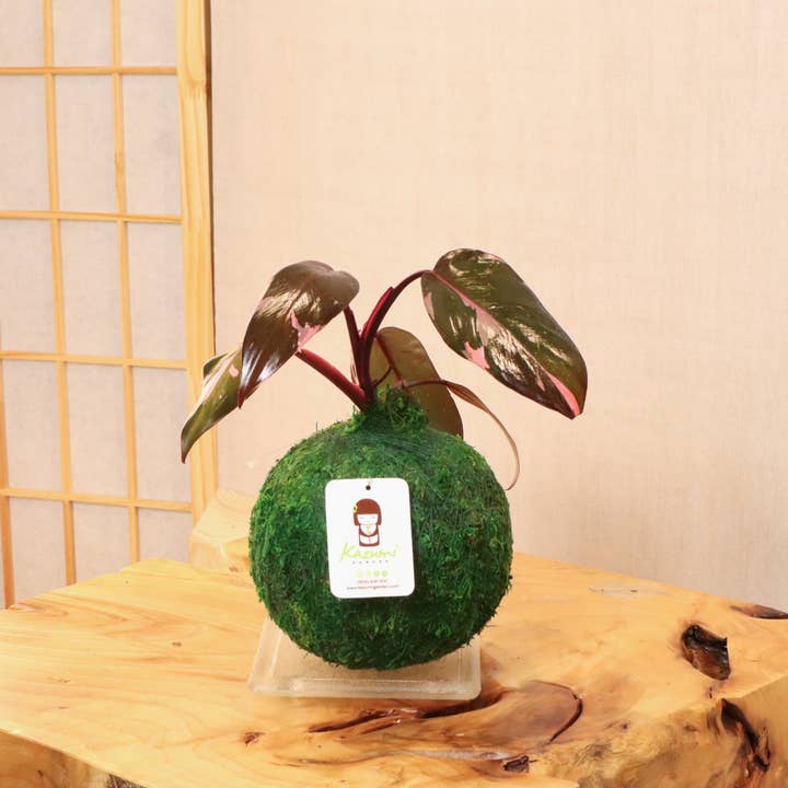 Philodendron Pink Princess | Moss Ball Kokedama for wholesale by Kazumi Garden