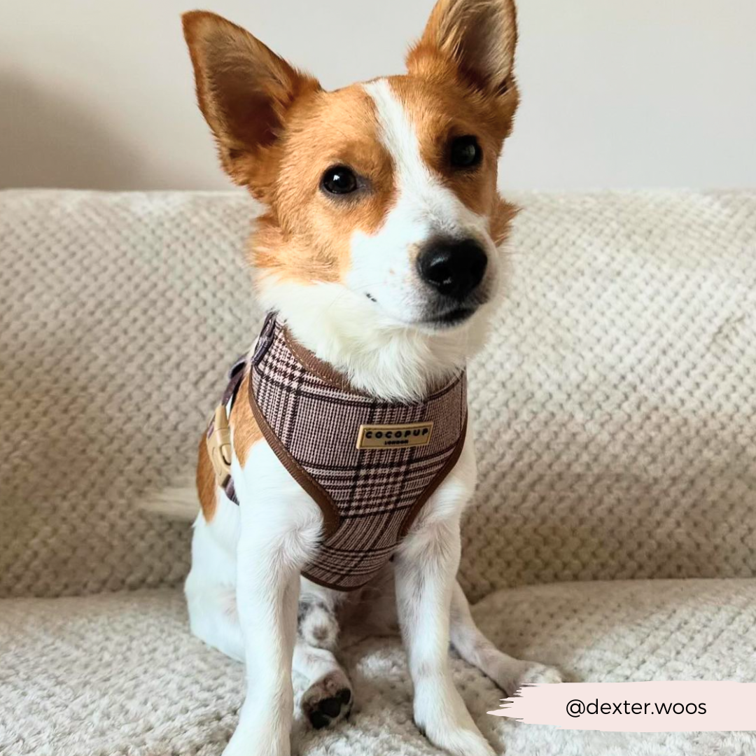 Cocopup London - Wholesale Pet Harness - Dog - Pup Plaid Adjustable Neck Harness23