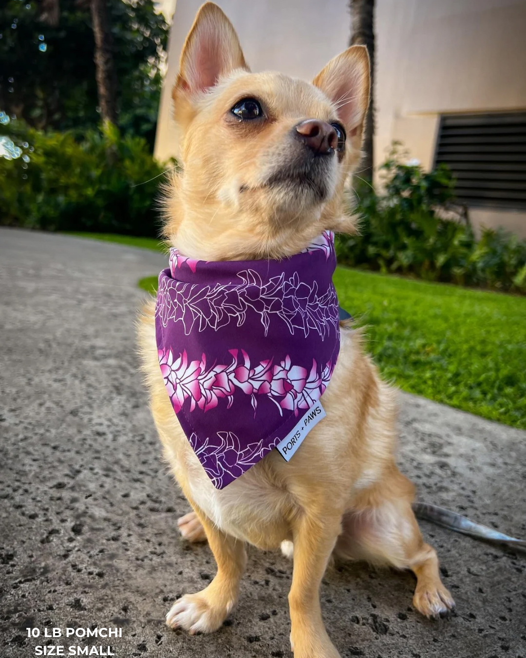 Ports and Paws – Großhandel Haustier-Bandana – Hund – SCHNELL TROCKNENDES HALSTUCH - ORCHID LEI10