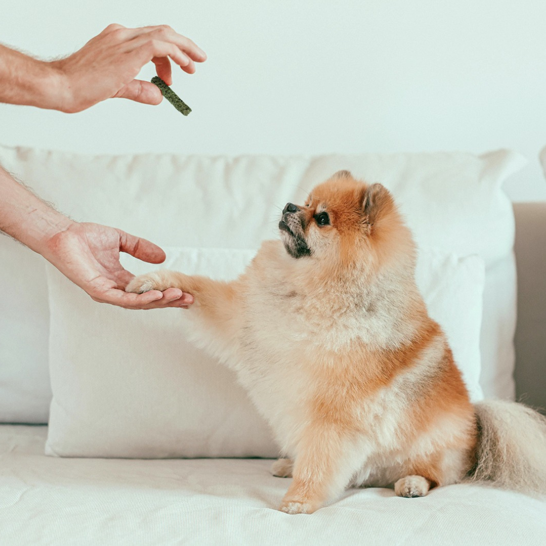 Gogoma - Wholesale Pet Treats - Dog - Spirulina + Coconut Whole Food Dog Treat for Immunity6