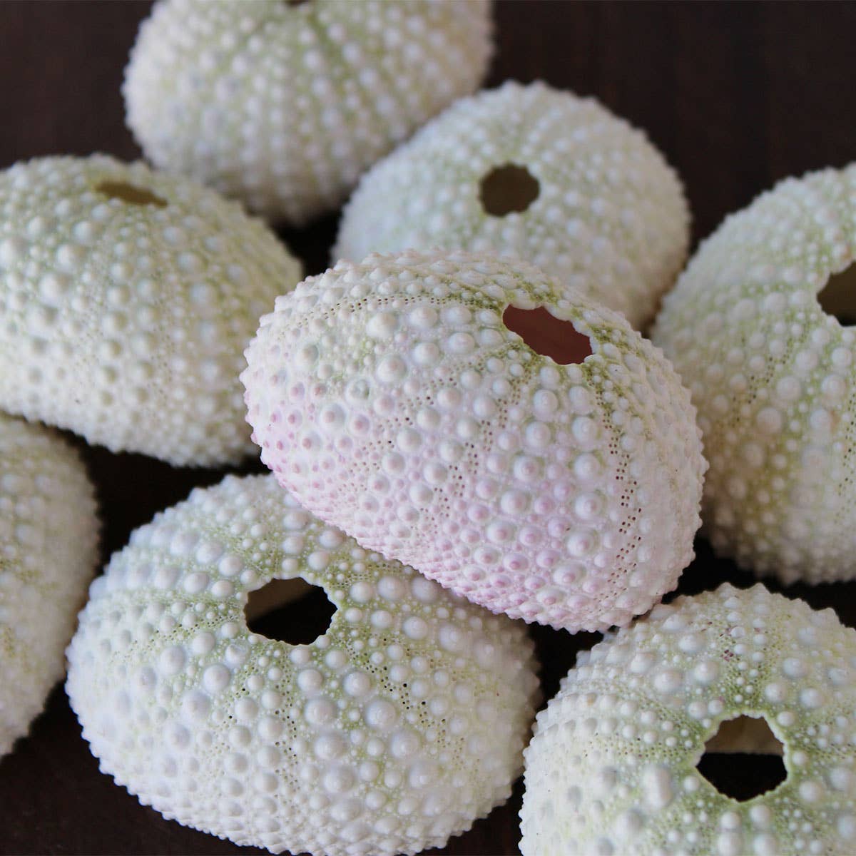 California Seashell Company - Wholesale Decorative Tabletop Object - Pink / White Sea Urchin - 1-2" 3