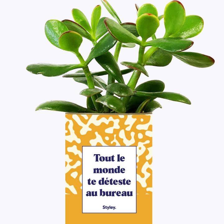 Styley - Venta al por mayor Plantas naturales - Todo El Mundo Te Odia En La Oficina - Cactus2