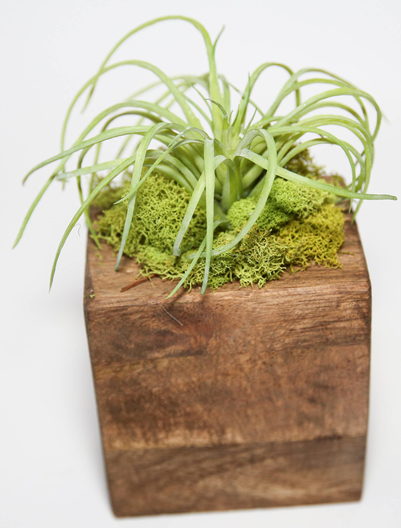 Forever Green Art - Wholesale Succulent - Succulent Sugar Mold Set of 911