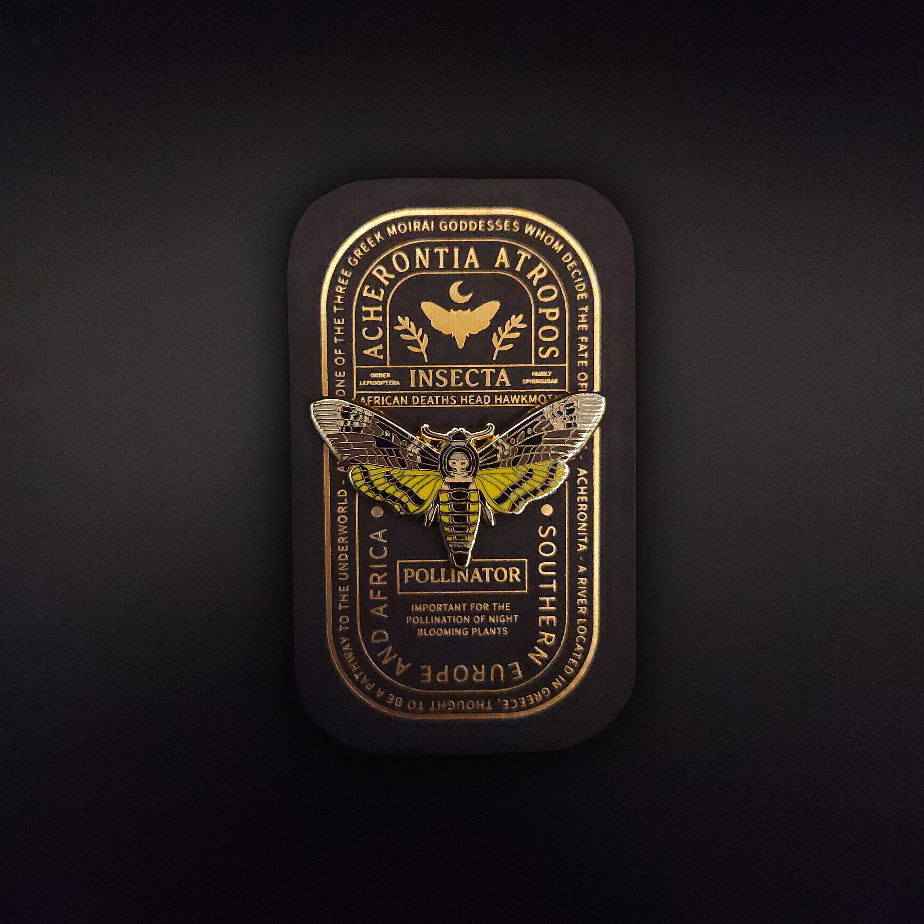 Pinsects – Großhandel Anstecker/Button – African Deaths Head Emailles-Nadel für pädagogische Insekten3