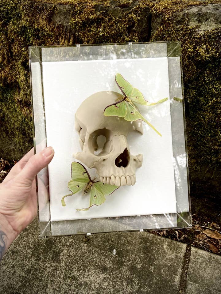 The big sleep Shadowbox – Museum-Quality Butterfly and moth for wholesale by Psychic circle oddities