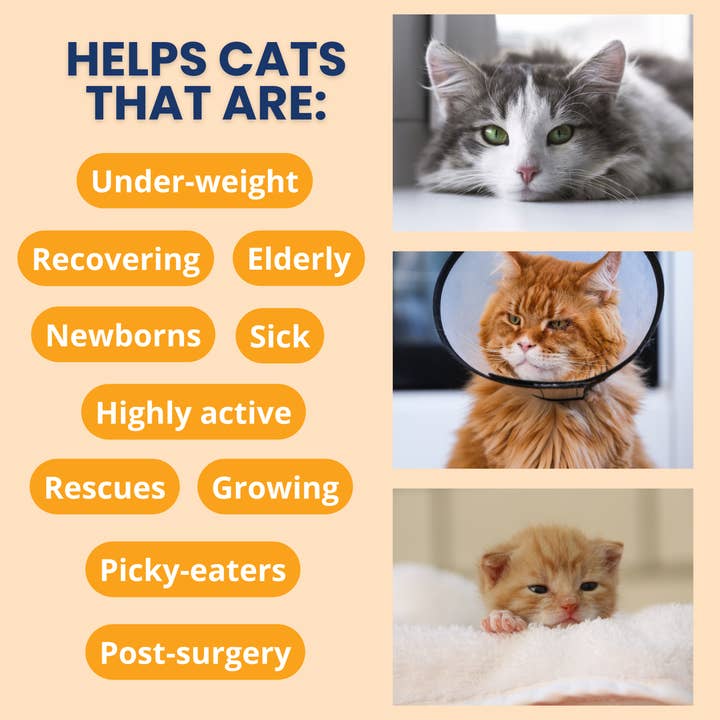 Under the Weather Pet - Wholesale Pet Supplement - Cat - Ready Cal High-Calorie Supplement For Cats + Electrolytes