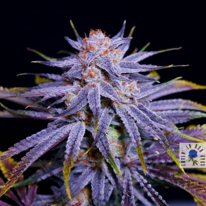 Lovin’ In Her Eyes – Blueberry Buzzana for wholesale by STRNG Seeds