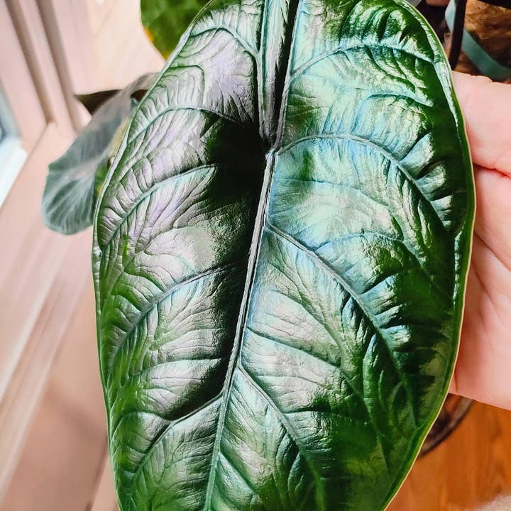 Alocasia Green Unicorn. for wholesale by Dick's Sticks and Exotics