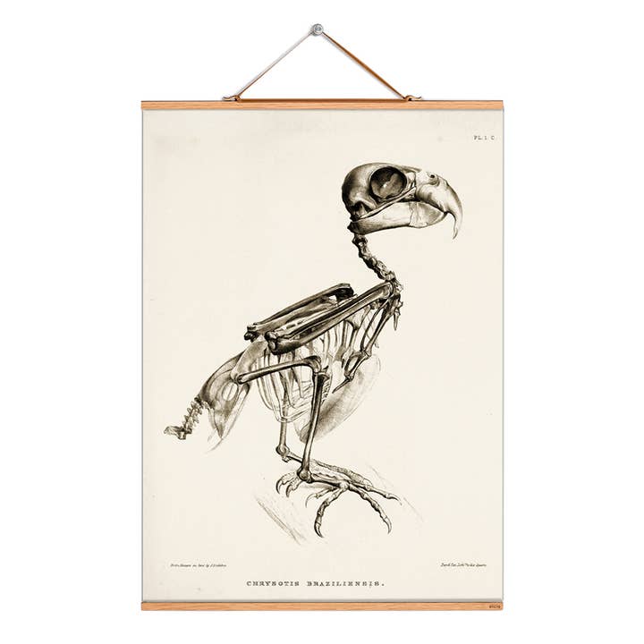 Scroll illustration # 354/Skeleton/Chrysotis Brazil. for wholesale by Eicie